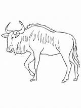 Wildebeest Coloring Pages Drawing Colouring Blue Getdrawings sketch template
