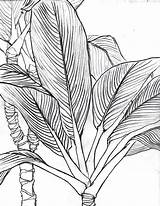 Drawing Contour Line Leaf Leaves Drawings Plant Life Still Continuous Pencil Draw Jungle Palm Bamboo Lines Tropical Lei Illustration Dessin sketch template