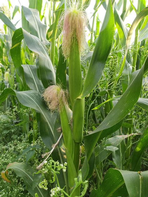 maize plants   field pixahive