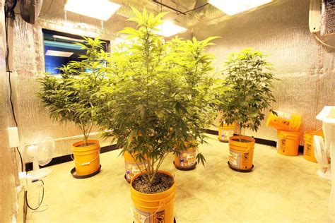 grow consultations medical marijuana orange county growing marijuana