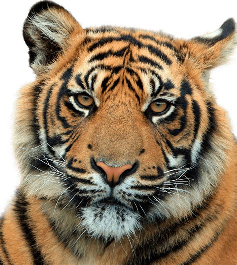 geografi lingkungan harimau kucing besar loreng penguasa rimba belantara