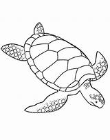 Coloring Pages Turtle Adult Printable Turtles Kids Adults Colouring Popular sketch template