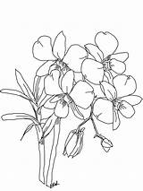 Orchid Coloring Pages Drawing Line Orchids Flower Sketch Flowers Phalaenopsis Getdrawings Crafter Kitchen Table Click Popular sketch template