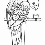 Papagaio Arara Desenho Voando Bebendo Vermelha Comendo água Tudodesenhos Pirata sketch template