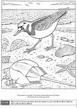 Coloring Pages Dover Publications Bird Beach Glass Book Stained Shore Books Men Adult Color Seashore Sheets Adults Activity Crab Horseshoe sketch template