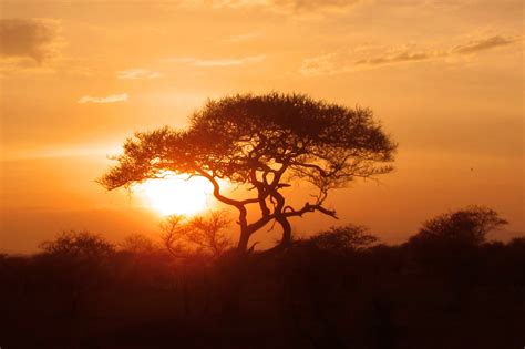serengeti um bioma de savana tanzania