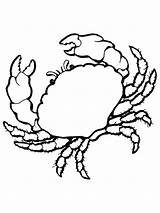 Crabe Marins Crab Shells Granchio Seashell Crabs Shrimp Ausmalen Krebs Cangrejo Categorie Ko Clipartmag Supercoloring Colorier sketch template