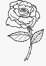 Coloring Pages Rising Rose Esperanza Template Book sketch template