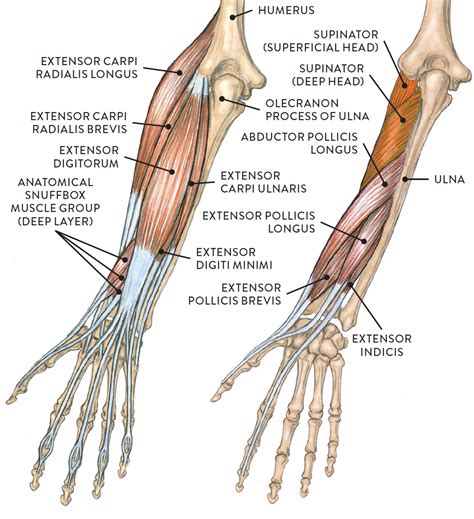 left arm posterior view   hand facing front
