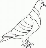 Burung Merpati Mewarnai Sketsa Dara Hewan Semut Merak Diwarnai Terbaik Garuda Mewarna Paling Warti Sentot Sindunesia Menggambar Paud Tersedia Silahkan sketch template