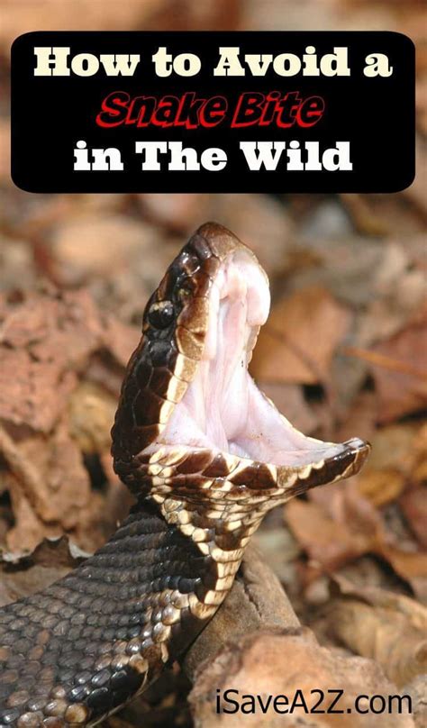 avoid  snake bite   wild isaveazcom
