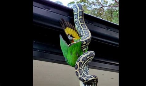huge python caught feasting on rainbow lorikeet while hanging upside down