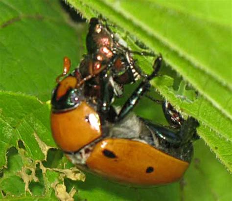 japanese beetle control what s that bug