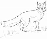 Fox Swift Coloring Pages Drawing Realistic Color Categories sketch template