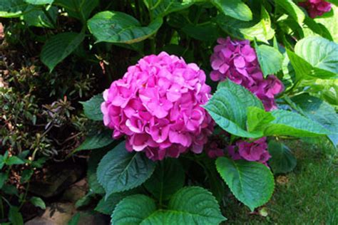 grow  care  hydrangea flower bush    garden