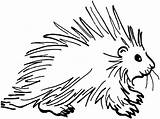 Porcupine Coloring Pages Clipart Squirrel Clip Cute Porcupines Drawing Printable Cliparts Cartoon Easy Kids African Da Line Istrice Disegno Color sketch template