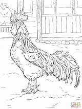 Rooster Leghorn Roosters Realistic Silkie Supercoloring Gallo Rhode Automne Coloringbay Hen sketch template