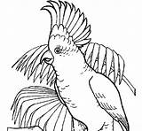 Cockatoo Coloring Pages Coloringcrew Color Madison Colored Birds Print Popular Book sketch template