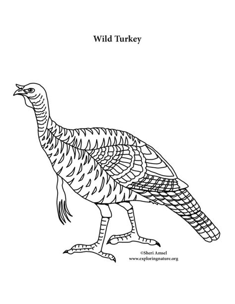 wild turkey  coloring nature