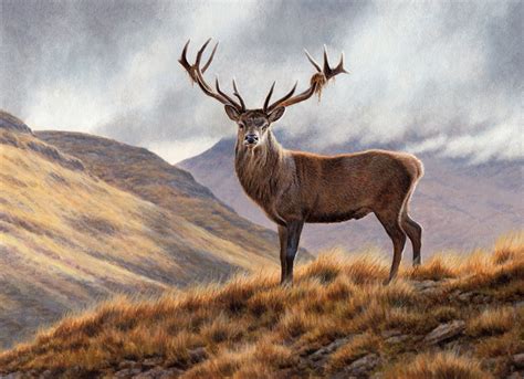 red deer stag  upland landscape stock images