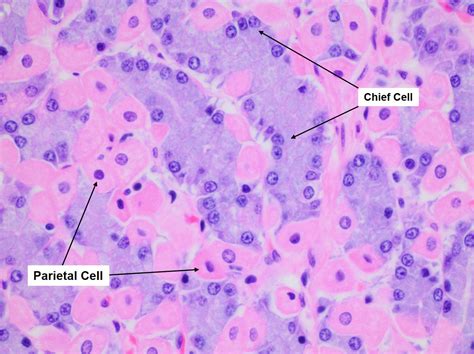 stomach histology chief cells