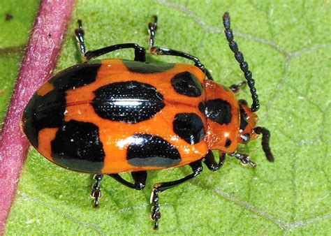 9-Spotted Leaf Beetle - Phyllocharis cyanicornis