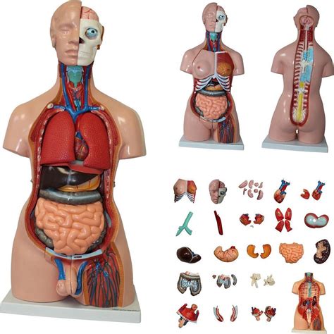 vrouwelijk lichaam anatomie pyk agbc