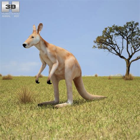 red kangaroo  model humsterd