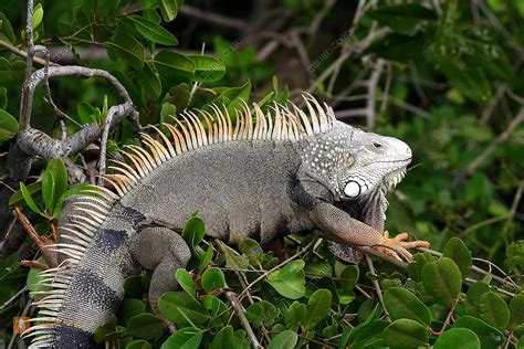 bestellen gruener leguan iguana iguana  freier wildbahn bildagentur