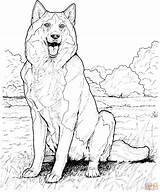 Husky Coloring Pages Realistic Malamute Alaskan Printable Dog Animal Puppy Siberian Print Dogs Color Drawing Kids Colouring Sheets Animals Girls sketch template