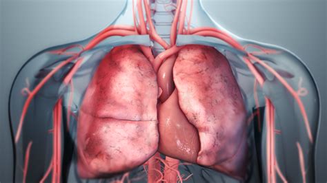 Lungs Functions And Related Diseases