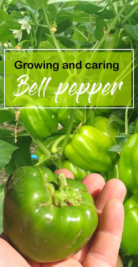 grow bell peppers  containers growing bell peppers sweet