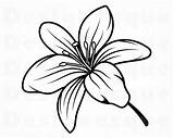 Lilies Disegno Lilly Fiore Hawaiian sketch template