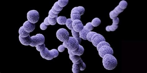 Group B Streptococcus Infections On The Rise Despite