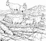 Goat Colorare Ausmalbilder Capre Herd Nevi Ziege Capra Disegno Ausmalbild Malvorlagen Sheets Gatto Malvorlage Weißkopfseeadler Gleitender Bergziege sketch template