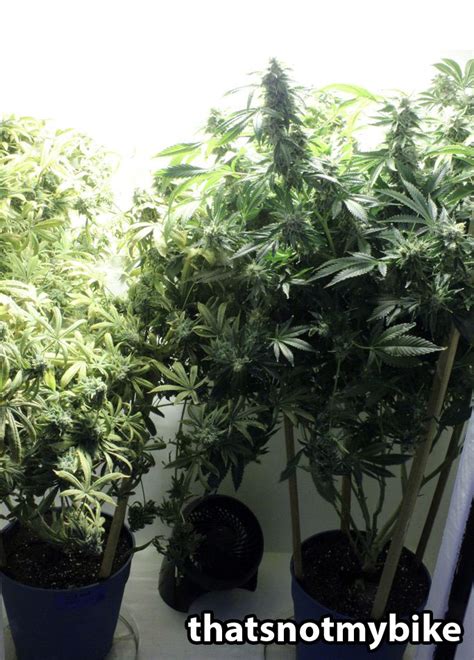 indoor humidity control  cannabis plants grow weed easy