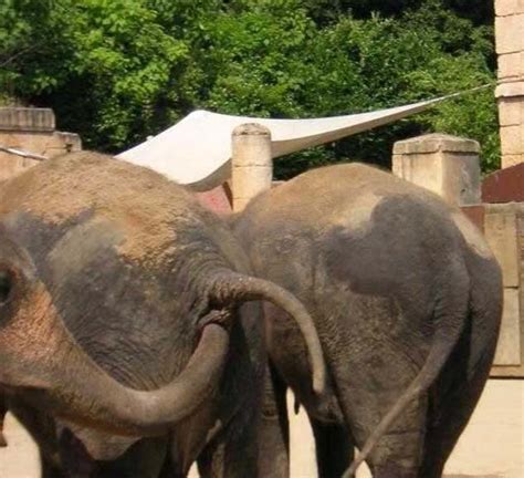 elephant examination elephant gids its trunk into others