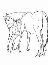Mare Foal Lineart Deviantart sketch template
