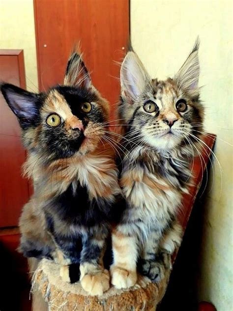 22 of the fluffiest maine coon kittens ever cuteness