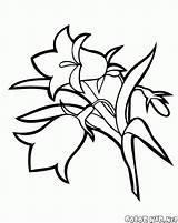 Campanule Campanula Glockenblume Kolorowanka Bellflower Kwiat Dibujo Coloriage Lilia Stampare Lirio Bucaneve Chaber Kwiaty Colorkid Kolorowanki Colorir sketch template