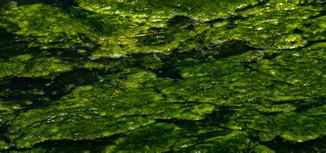green algae definition  classification