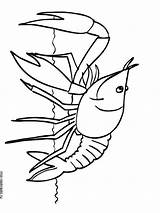 Pages Crayfish Coloring sketch template