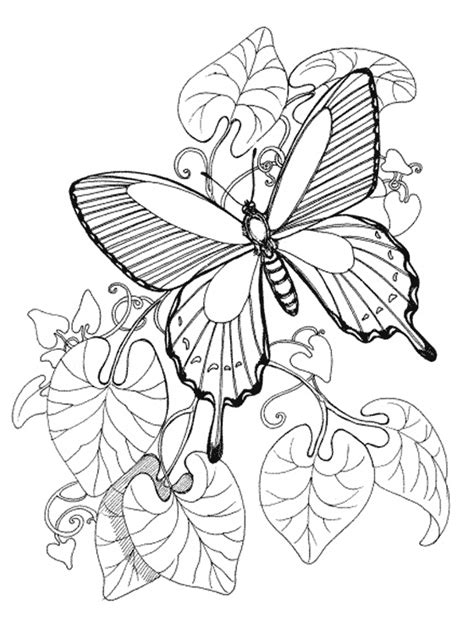 printable butterfly coloring pages homecolor homecolor