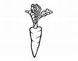 Carrot Coloring Carrots Coloringcrew Pages sketch template
