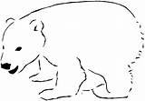 Polar Bear Printable Coloring Pages Bears Arctic Animals Kids Outline Clipart Print Color Template Animal Christmas Colouring Supercoloring Sheets Baby sketch template