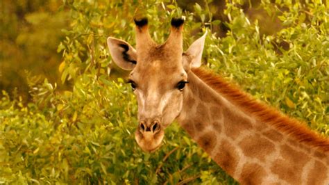 giraffes africa s gentle giants nature pbs