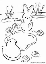 Coloring Peeps Pages Marshmallow Printable Easter Coloring4free Color Kids Print Book Preschool Getcolorings Bunny Getdrawings Marshmallows Sheets Hopscotch sketch template