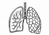 Lungs Coloring Printable Lung Human Body sketch template