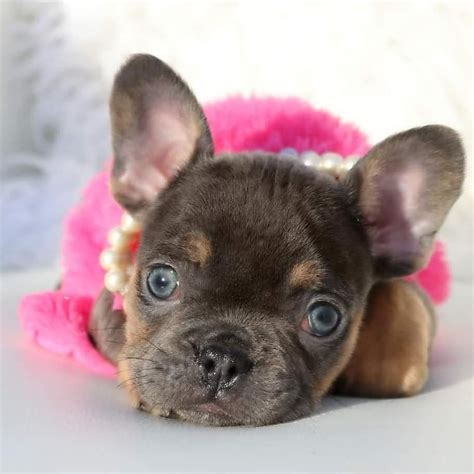 pictures fluffy frenchie puppies  sale blue french bulldog