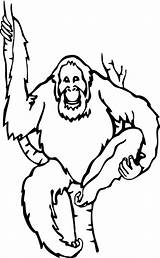 Orangutan Drawing Coloring Pages Getdrawings sketch template